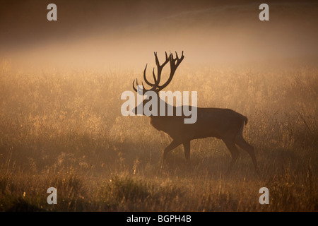 Il cervo (Cervus elaphus) stag silhouette in early morning mist in autunno durante la routine Foto Stock