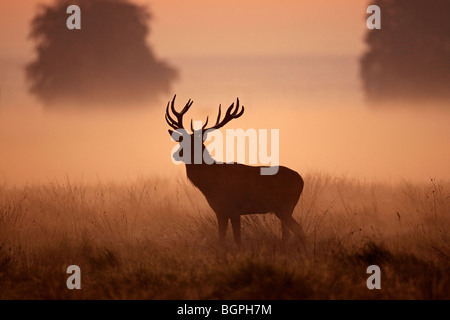 Il cervo (Cervus elaphus) stag silhouette in early morning mist in autunno durante la routine, Danimarca Foto Stock