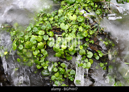 Una piccola pianta sempreverde su un gelido rock in boscastle Foto Stock