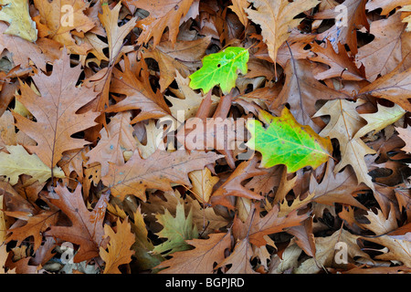 Caduto il Nord rosso di foglie di quercia (Quercus rubra) sul suolo della foresta in autunno Foto Stock