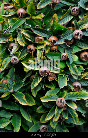 Comune (nespola Mespilus germanica) mostra frutta / pomes Foto Stock