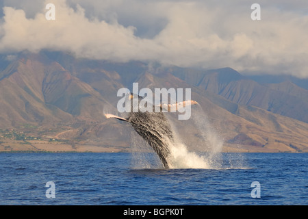 Humpback Whale violazione di fronte montagne di West Maui Foto Stock