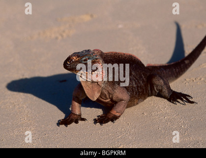 Iguana delle Bahamas sulla spiaggia sulla piccola vettura nel exumas Foto Stock