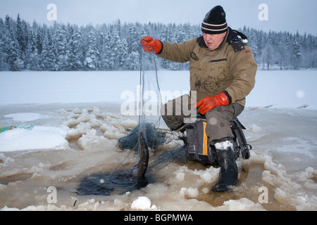 Uomo anziano controllo reti da pesca in inverno . La cattura del piccolo luccio del nord ( Esox lucius ). , Finlandia Foto Stock