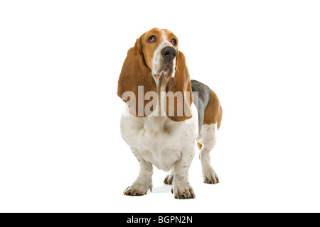 Inglese Basset hound dog, isolato su sfondo bianco Foto Stock