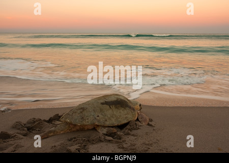 Storditi a freddo le tartarughe di mare in Florida Gennaio 2010 Foto Stock