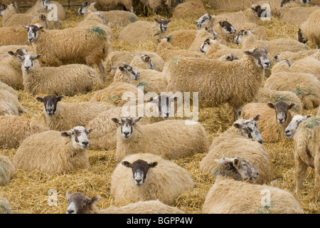 Pecore in un cantiere di paglia in attesa di agnello Foto Stock