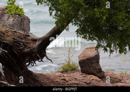 Presque Isle Park Marquette presso Lake Superior Upper Peninsula County Michigan mi Great Lakes sradicamento delle immagini degli alberi in orizzontale negli Stati Uniti ad alta risoluzione Foto Stock