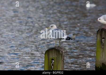 Gabbiano comune Larus canus in piedi sul palo di legno, Kensington Gardens, Londra Foto Stock