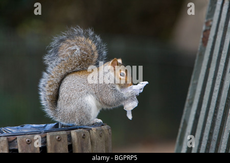 Scoiattolo grigio Sciurus carolinensis alimentazione su lato del bidone della spazzatura nel parco, i giardini di Kensington, Londra. Foto Stock