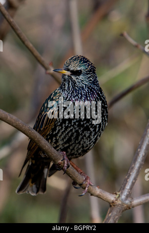 Starling Sternus vulgaris seduta sul ramo in Kensington Gardens, Londra. Foto Stock