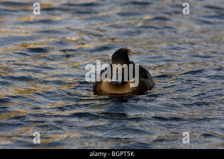 Moretta Aythya fuligula nuoto femminile sul lago, Kensington Gardens, Londra Foto Stock