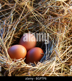 Le uova di gallina in paglia nella luce del mattino. Foto Stock