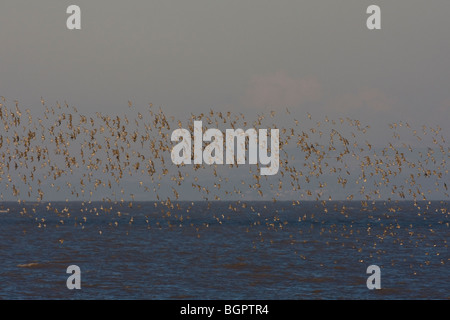 Dunlin Calidris alpina battenti in grande gregge contro acqua a Steart, Somerset e Bristol, Regno Unito. Foto Stock