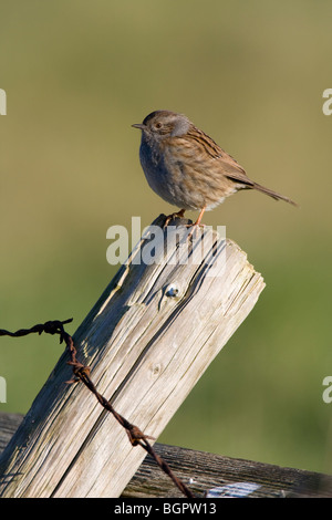 Unico Dunnock Prunella modularis appollaiato sul palo di legno con filo spinato, Steart, Somerset e Bristol. Foto Stock