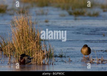 Coppia di Germano Reale Anas platyrhynchos addormentato in piedi sul ghiaccio sul laghetto congelato, Graylake, Somerset. Foto Stock