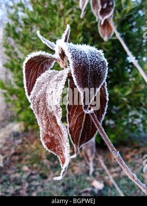 Un Weigela congelati impianto in inverno (Bristol rosso rubino varietà), posto nella parte anteriore di un verde lussureggiante bush Foto Stock