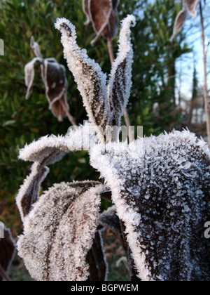 Un Weigela congelati impianto in inverno (Bristol rosso rubino varietà), posto nella parte anteriore di un verde lussureggiante bush Foto Stock