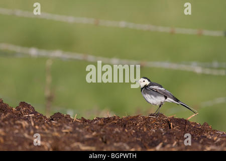 Unico Pied Wagtail, Motacilla alba avanzamento sul letame mucchio di letame in cerca di insetti, Steart, Somerset e Bristol Foto Stock