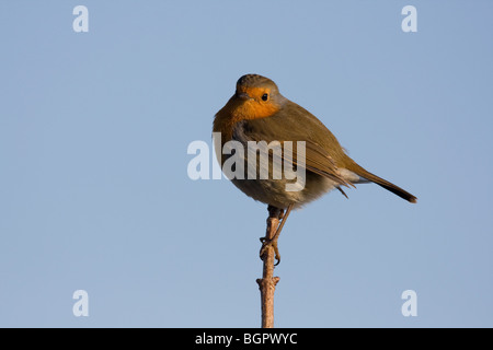 Single Robin Erithacus rubecula appollaiato sulla cima del ramo sottile con cielo blu, Steart, Somerset e Bristol Foto Stock