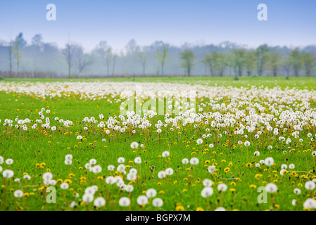 Campo del dente di Leone Foto Stock