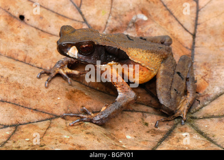 Il rospo mascherato (Bufo haematiticus), Adulto su foglia, San Cipriano Riserva, Cauca, Colombia, Sud America Foto Stock