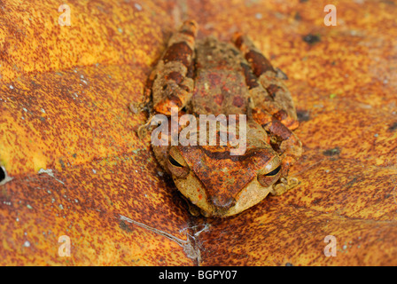 Asian raganella, Danum Valley Conservation Area, Sabah Borneo, Malaysia, Asia Foto Stock