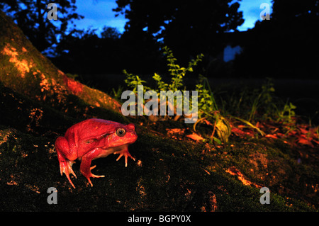 Rana Pomodorro (Dyscophus antongilii),adulto, Maroantsetra, nord-est del Madagascar Foto Stock