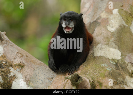 A doppio spiovente Tamarin (Saguinus fuscicollis), Adulto chiamando, Pacaya-Samiria National Park, Perù Foto Stock