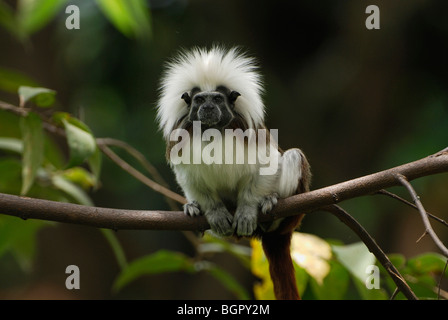Cottontop o Pinche Tamarin (Saguinus oedipus), Adulto, nel nord della Colombia Foto Stock