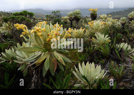 Bromeliacee (Puya) e Frailejon (Espletia), fioritura, Puracé National Park, Dipartimento Cauca, Colombia Foto Stock