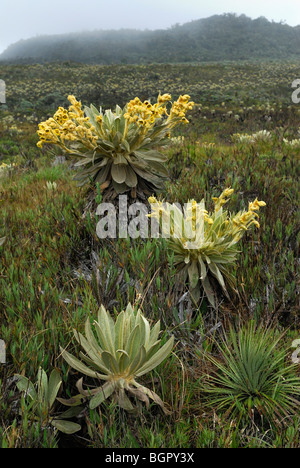 Bromeliacee (Puya) e Frailejon (Espletia), fioritura, Puracé National Park, Dipartimento Cauca, Colombia Foto Stock