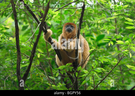 Nero-e-Gold scimmia urlatrice (Alouatta caraya), Adulto, Brasile Foto Stock