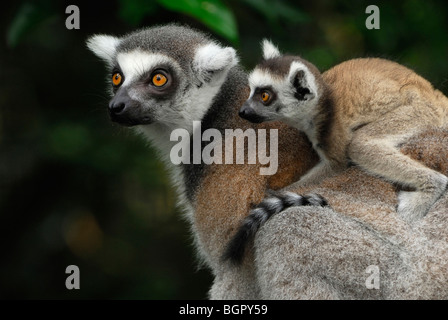 Anello-tailed Lemur (Lemur catta), femmina con il suo bambino a cavallo sulla sua schiena, Madagascar Foto Stock