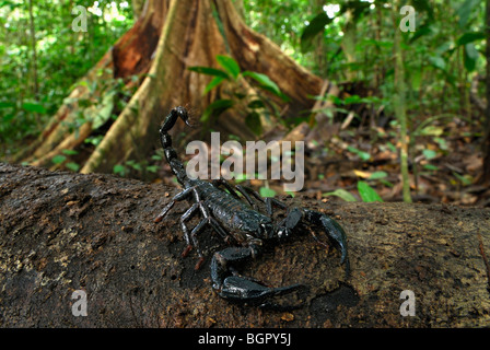 Scorpion (Heterometrus longimanus borneensis), adulto, di Danum Valley Conservation Area, Sabah Borneo, Malaysia Foto Stock