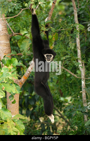 Bianco-consegnato gibbone (Hylobates lar), appeso ad un albero della foresta pluviale ,Thailandia Foto Stock