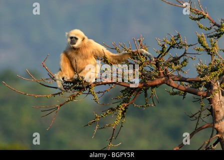 Bianco-consegnato gibbone (Hylobates lar), Adulto, Thailandia Foto Stock