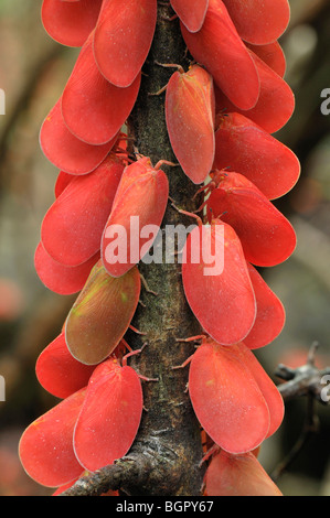 Adulto foglia Flatid Bugs (Phromnia rosea), adulti, Montagne des Français Riserva, Antsiranana, Madagascar settentrionale Foto Stock