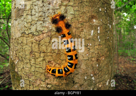 Moth caterpillar (Borocera), Lasiocampidae, su un tronco di albero, Ankarana, il Parco nazionale del Madagascar settentrionale Foto Stock