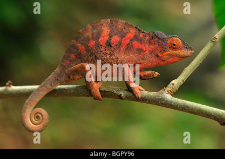 Panther Chameleon (Furcifer pardalis), femmina, Lokobe natura riserva speciale, Nosy Be, Madagascar settentrionale Foto Stock