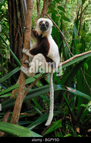 Coquerel il sifaka (Propithecus coquereli), Adulto, Ankarafantsika Parco nazionale del Madagascar Foto Stock