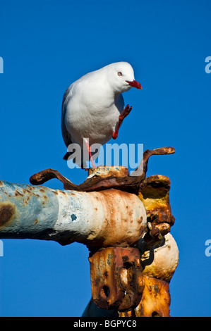 Rosso-fatturati gabbiano (Chroicocephalus scopulinus preening). Foto Stock