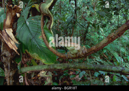 Sud Americana Mappa Raganella (Hyla geographica), Adulto appollaiato sul ramo nella foresta pluviale, Tambopata Candamo Reserve, Perù Foto Stock