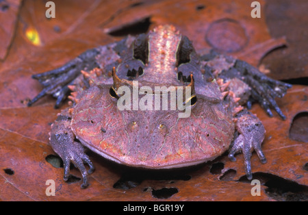 Suriname Rana cornuta (Ceratophrys cornuta), Adulto, mimetizzata su foglie morte, Tambopata Candamo Reserve, Perù Foto Stock