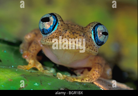 Di Dumeril pimpante Frog (Boophis tephraeomystax), Adulto, Andasibe-Mantadia Parco nazionale del Madagascar Foto Stock