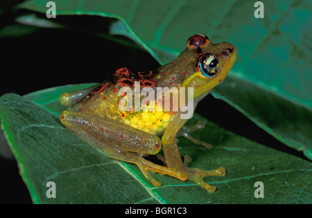Red-backed pimpante Frog (Boophis bottae), femmina con uova nel corpo, Andasibe-Mantadia Parco nazionale del Madagascar Foto Stock