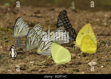 Farfalle diverse (Pieridae, Papilionidae e Lycaenidae) bere da terreno umido Kheaun Sri Nakarin NP, Thailandia Foto Stock