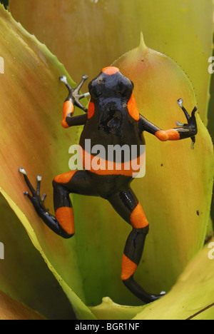 Rosso-nastrare veleno (Rana Dendrobates lehmanni), adulto in un bromeliad, Cauca, Colombia Foto Stock