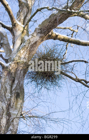 Peluria o Hairy Birch (Betula pubescens) usurata o parasatized da "streghe-ginestra', fungo (Taphrina betulina). Foto Stock