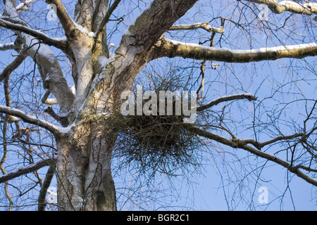 Peluria o Hairy Birch (Betula pubescens) usurata o parasatized da "streghe-ginestra', fungo (Taphrina betulina). Foto Stock